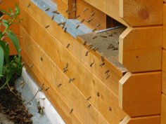 Bienenstock Bienenstock auf dem Riegelbrunnerhof